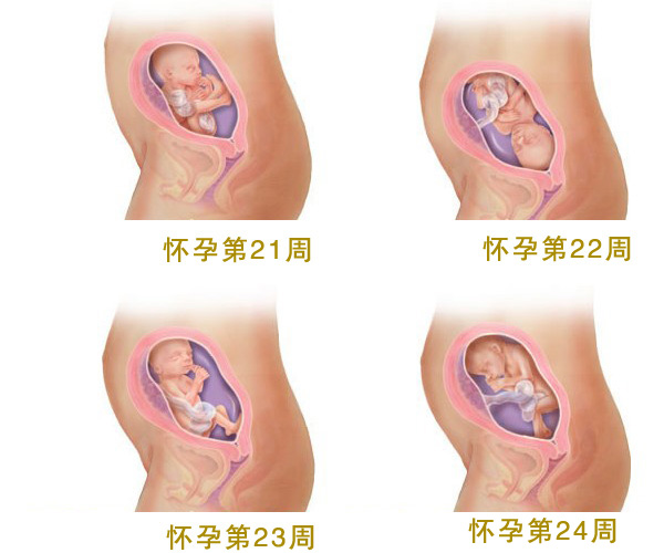 怀孕6个月_怀孕6个月胎儿图_怀孕6个月注意事项_吃什么