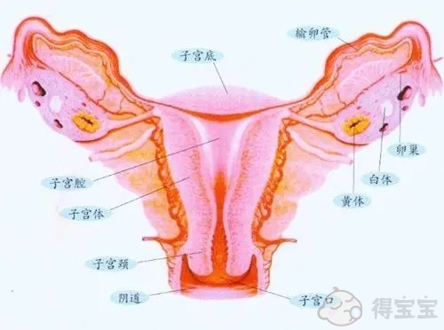 子宫内膜息肉的症状有哪些？