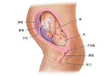 怀孕第29周的孕期饮食建议。