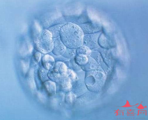 厦门助孕机构流程-培养囊胚需要多少个阶段的胚胎？
