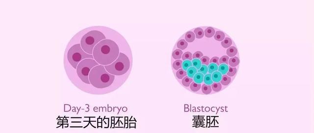 blastocyst 3bc是什么意思？请看这里的成功率和推荐质量