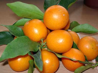 榆林哪里可以助孕生子-孕妇可以吃橙子吗？